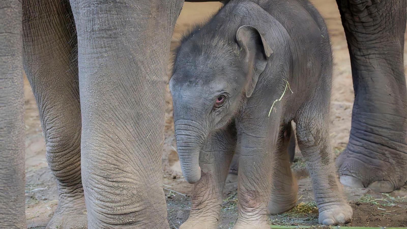 The Oregon Zoo welcomes a new baby elephant